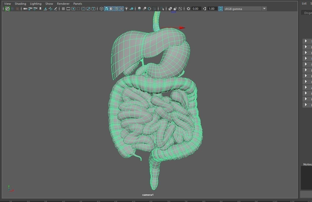 Digestive system 3D model_1