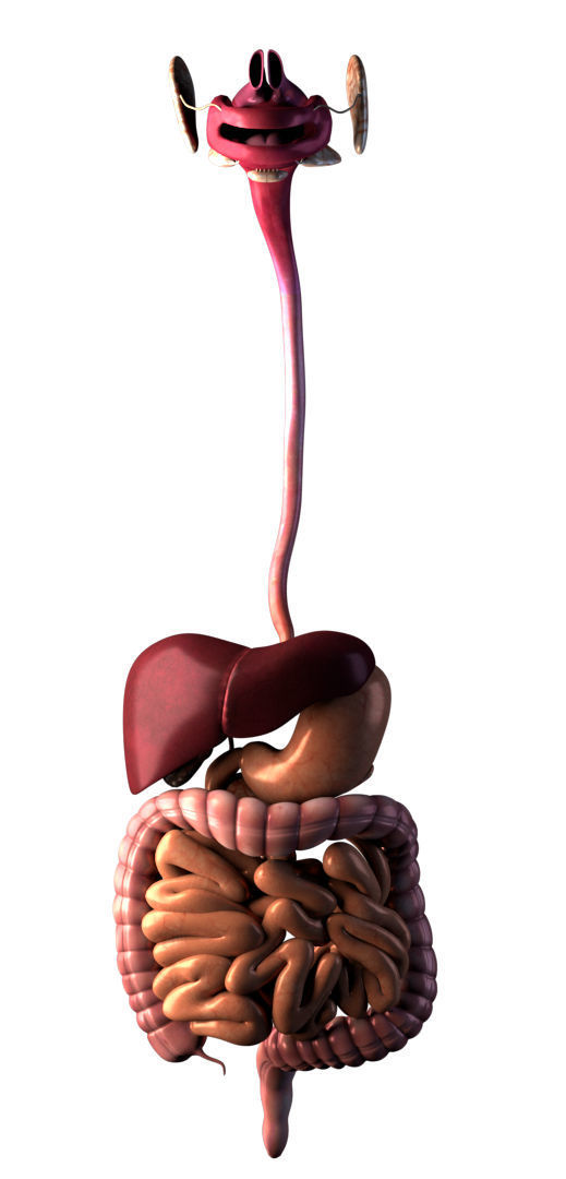Digestive system 3D model_2