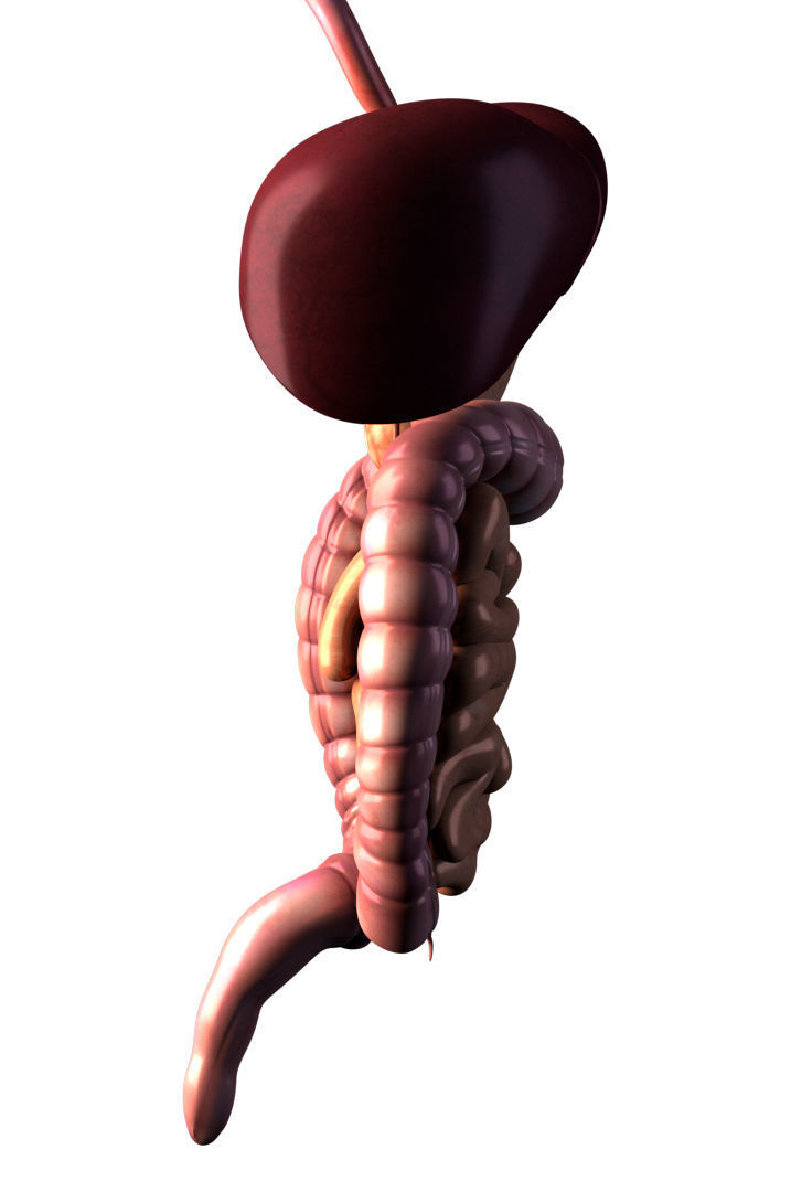 Digestive system 3D model_3