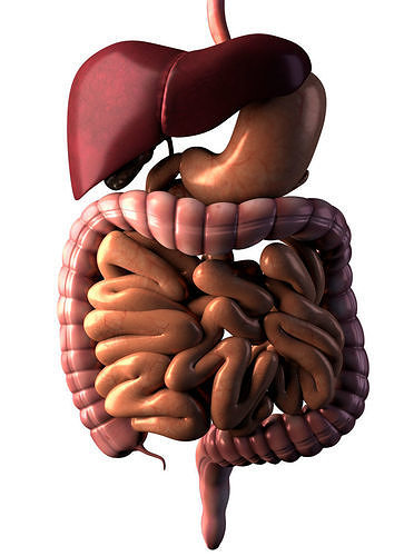 Digestive system 3D model