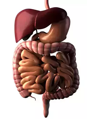 Digestive system 3D model