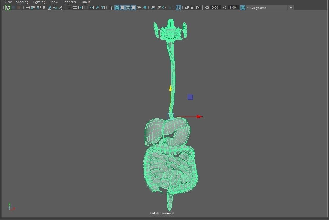 Digestive system 3D model_7