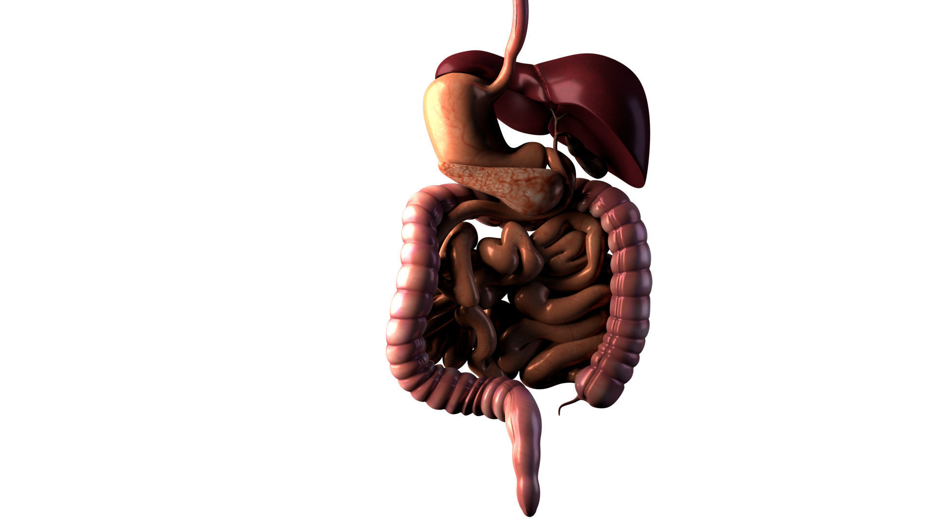 Digestive system 3D model_4