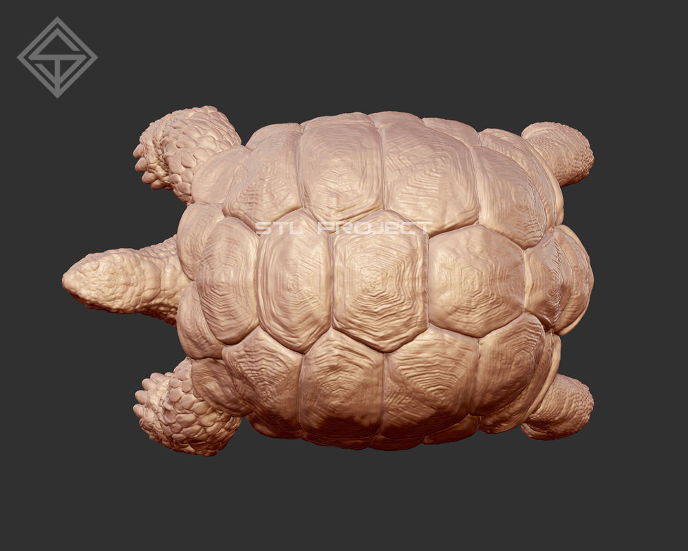 Giant Turtle 3D print model_4