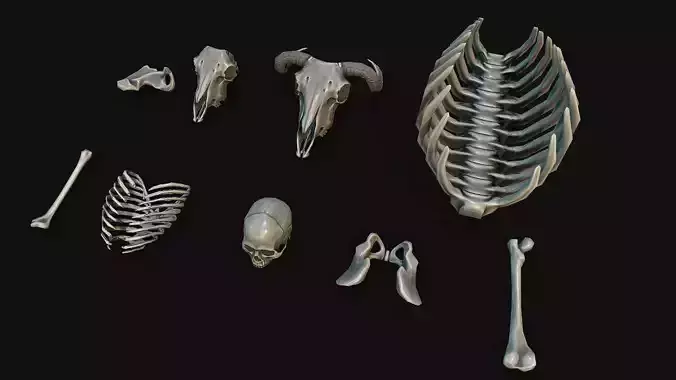 Stylized Bones  Low-poly 3D model