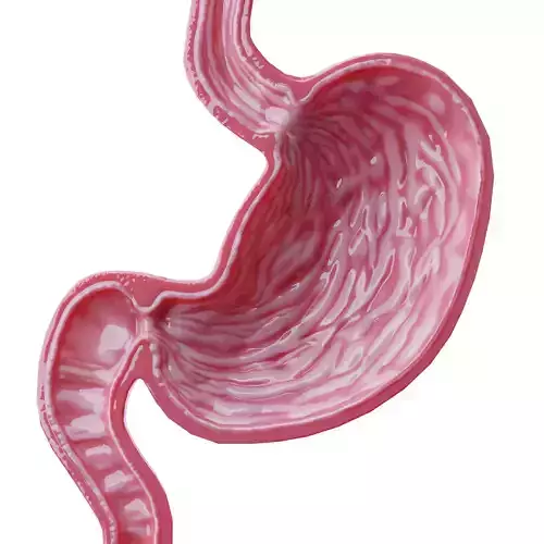 Stomach cross sectional anatomy Low-poly 3D model