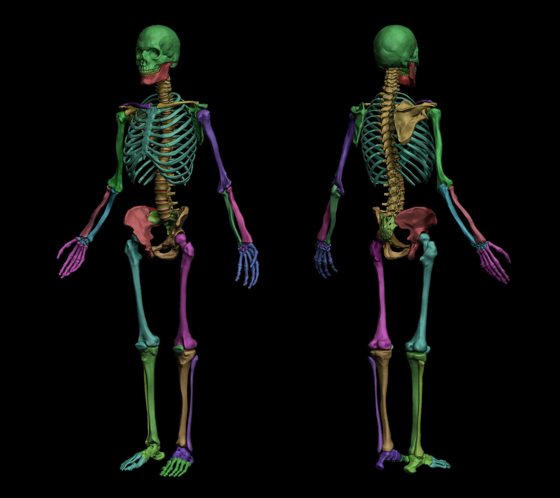 Anatomical Human Skeleton 3D model_1
