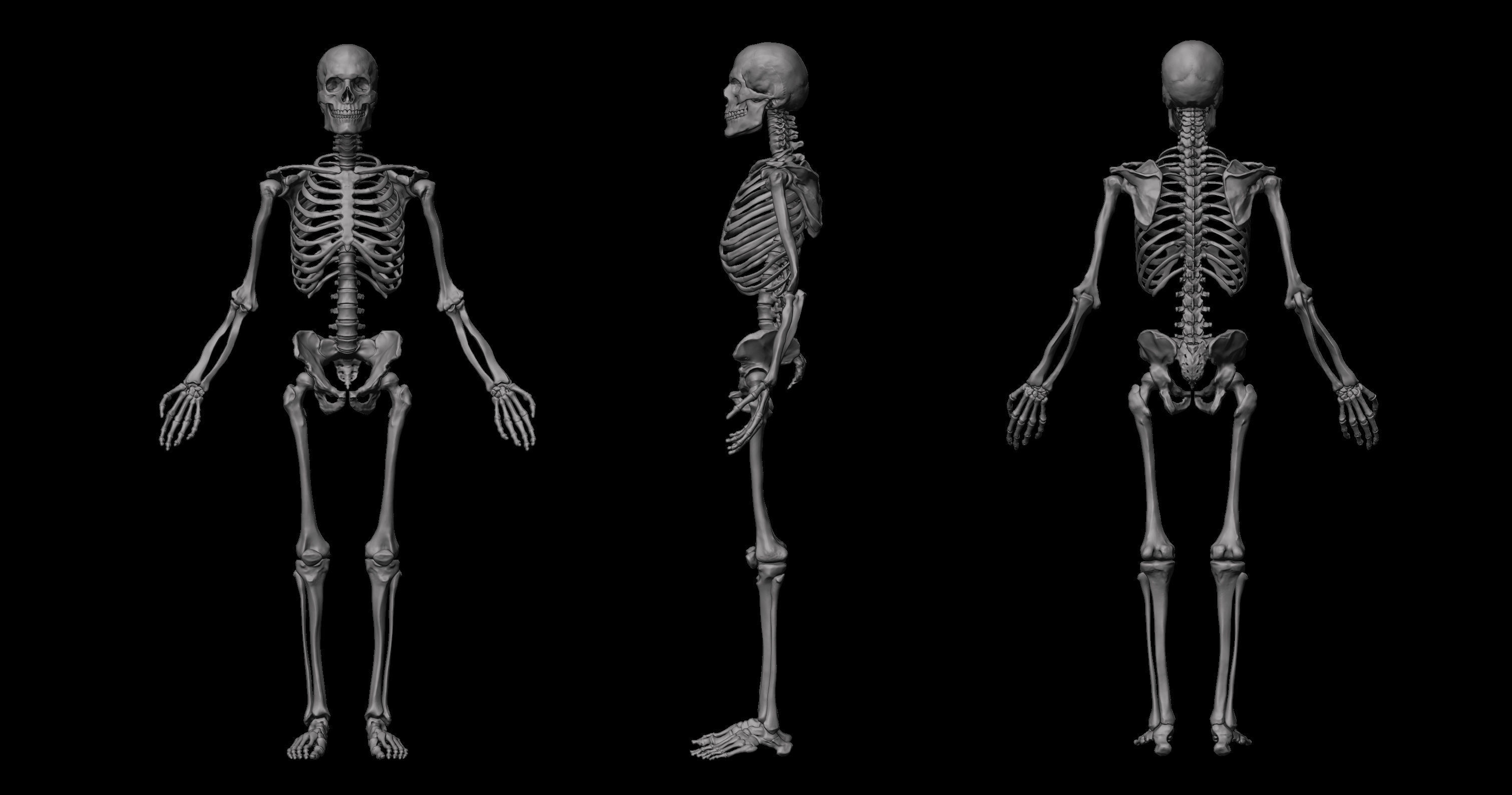 Anatomical Human Skeleton 3D model_2