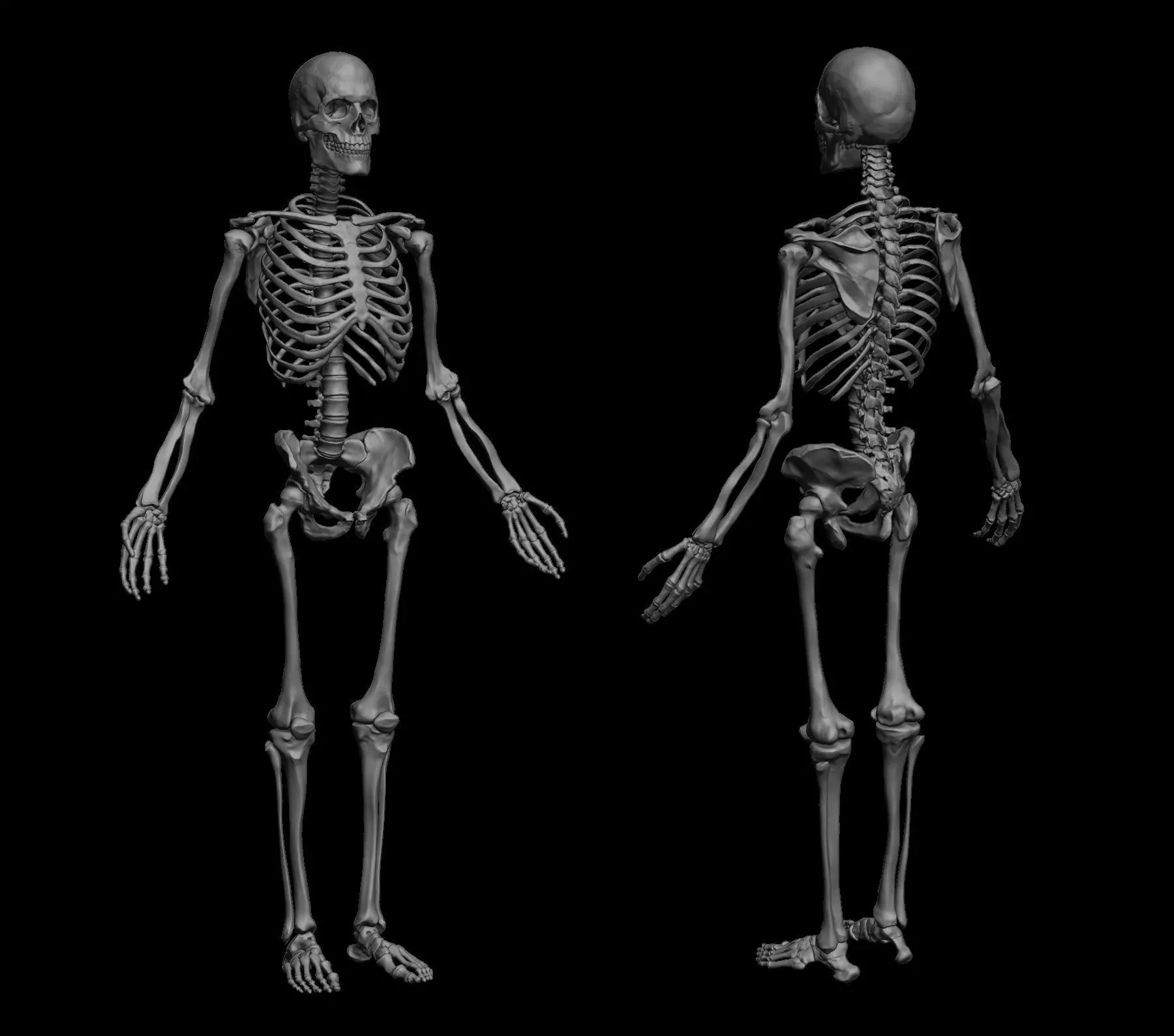 Anatomical Human Skeleton 3D model_0