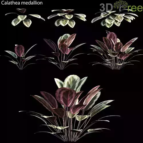 Calathea medallion 01