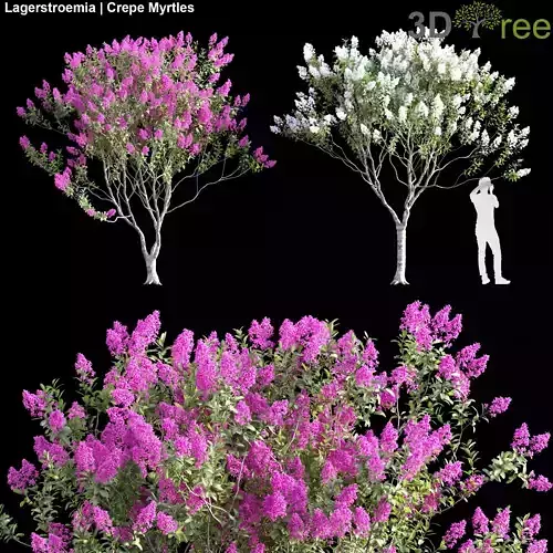 Lagerstroemia - Crepe Myrtles 02