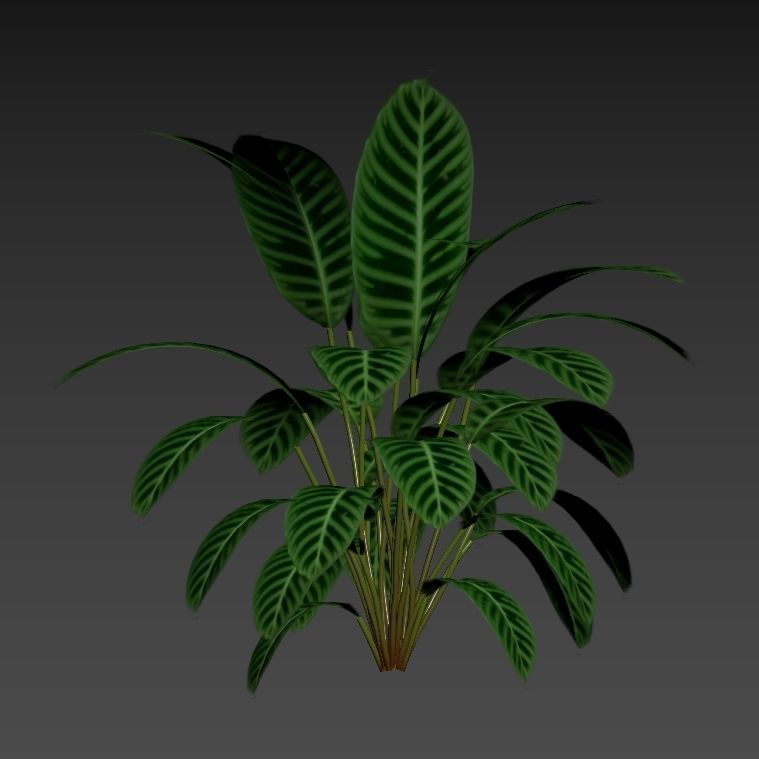 Calathea zebrina 01 3D model_5
