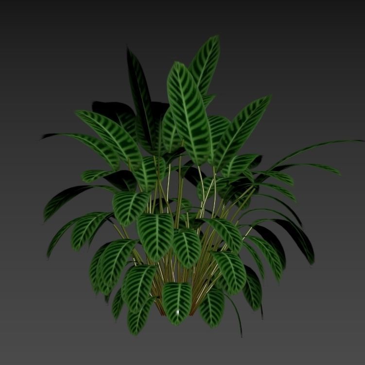 Calathea zebrina 01 3D model_2