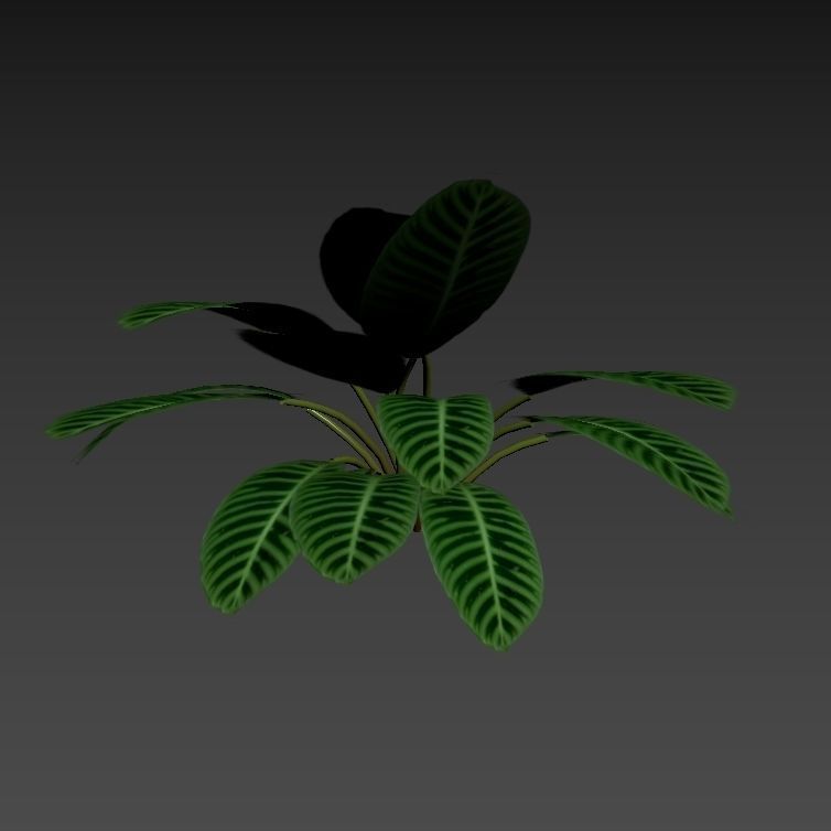 Calathea zebrina 01 3D model_4