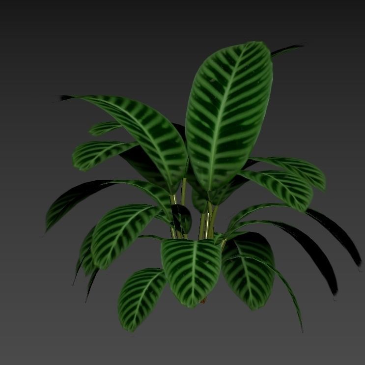 Calathea zebrina 01 3D model_3