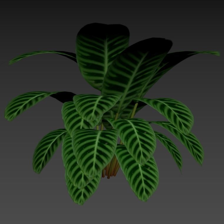Calathea zebrina 01 3D model_1