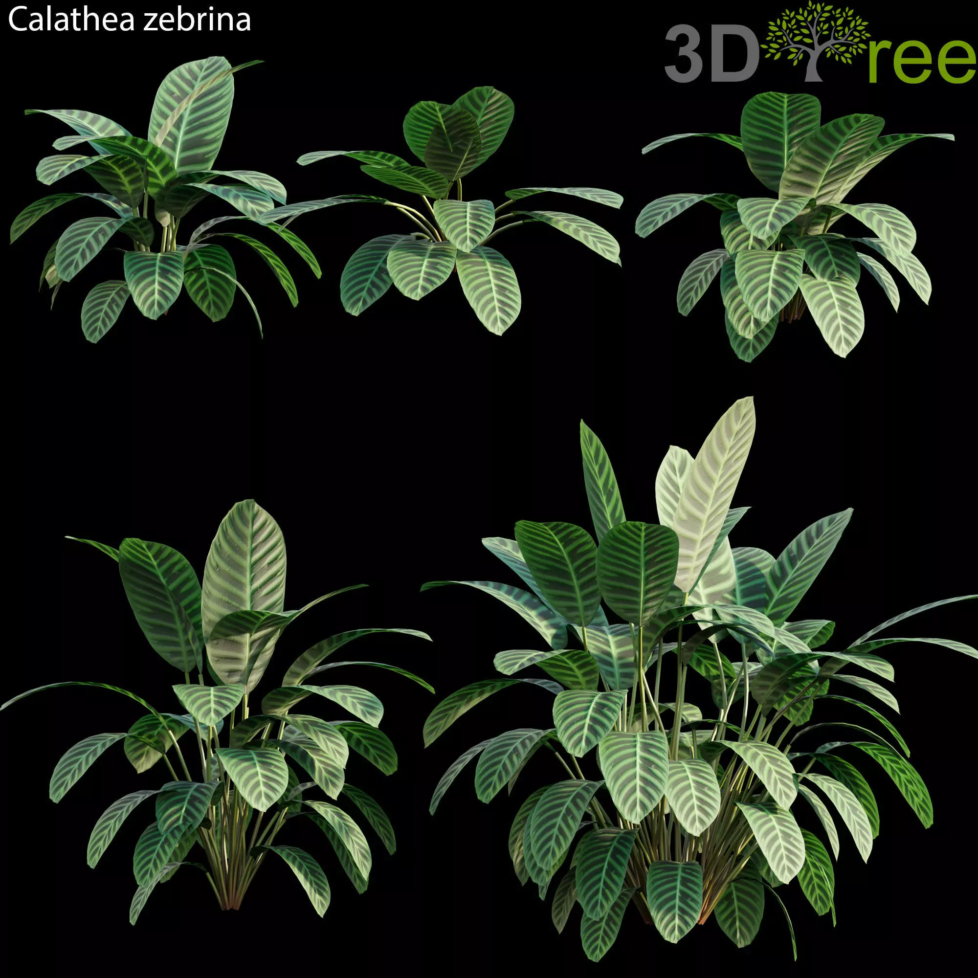 Calathea zebrina 01 3D model_0