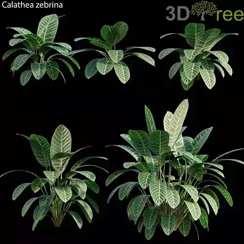 Calathea zebrina 01