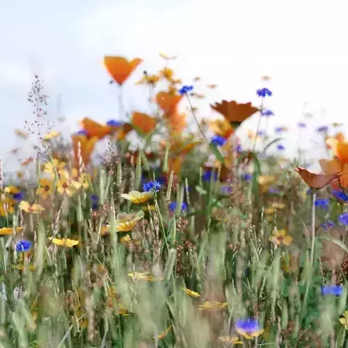 Forest Pack Library For FstormRender-unofficial