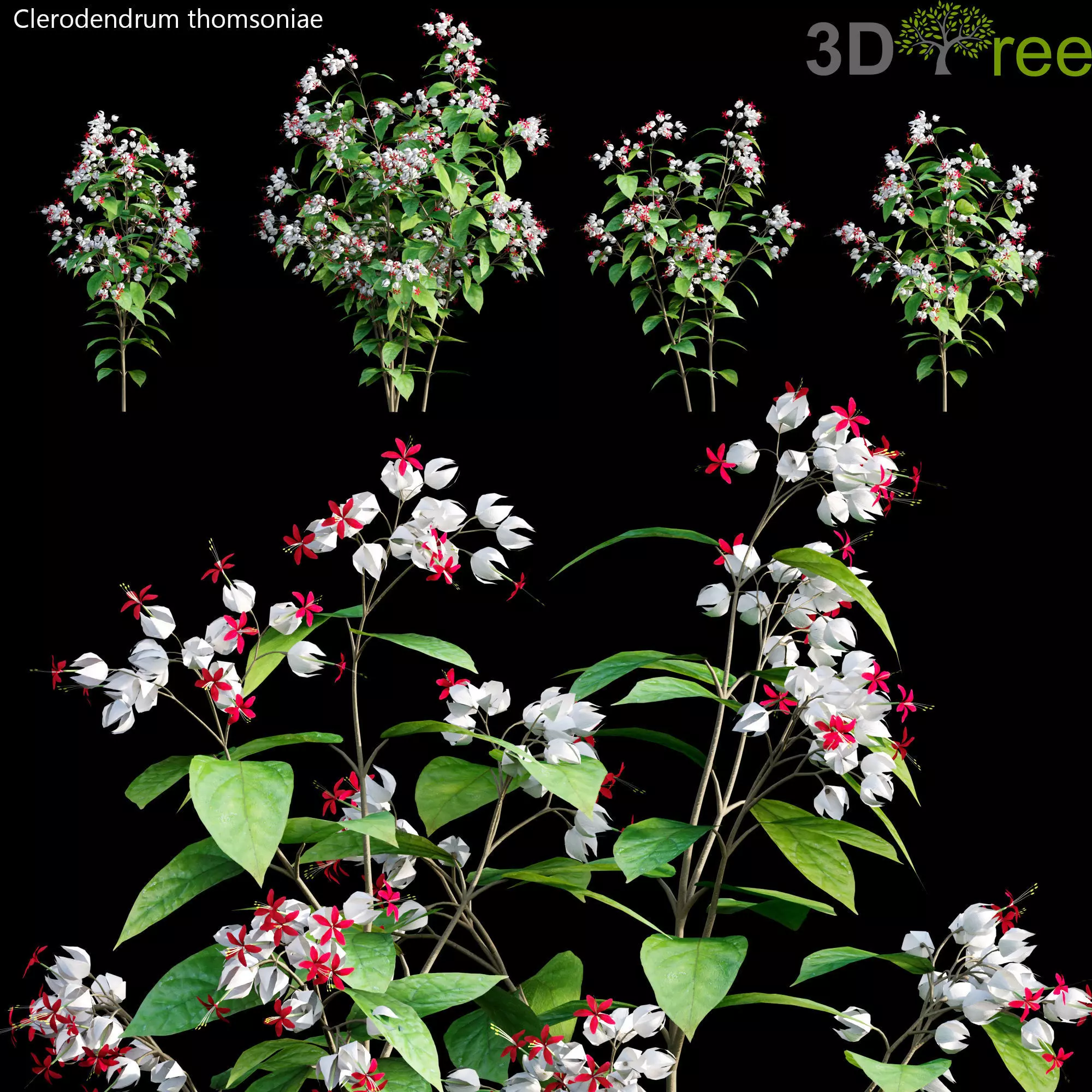 Clerodendrum 01 3D model