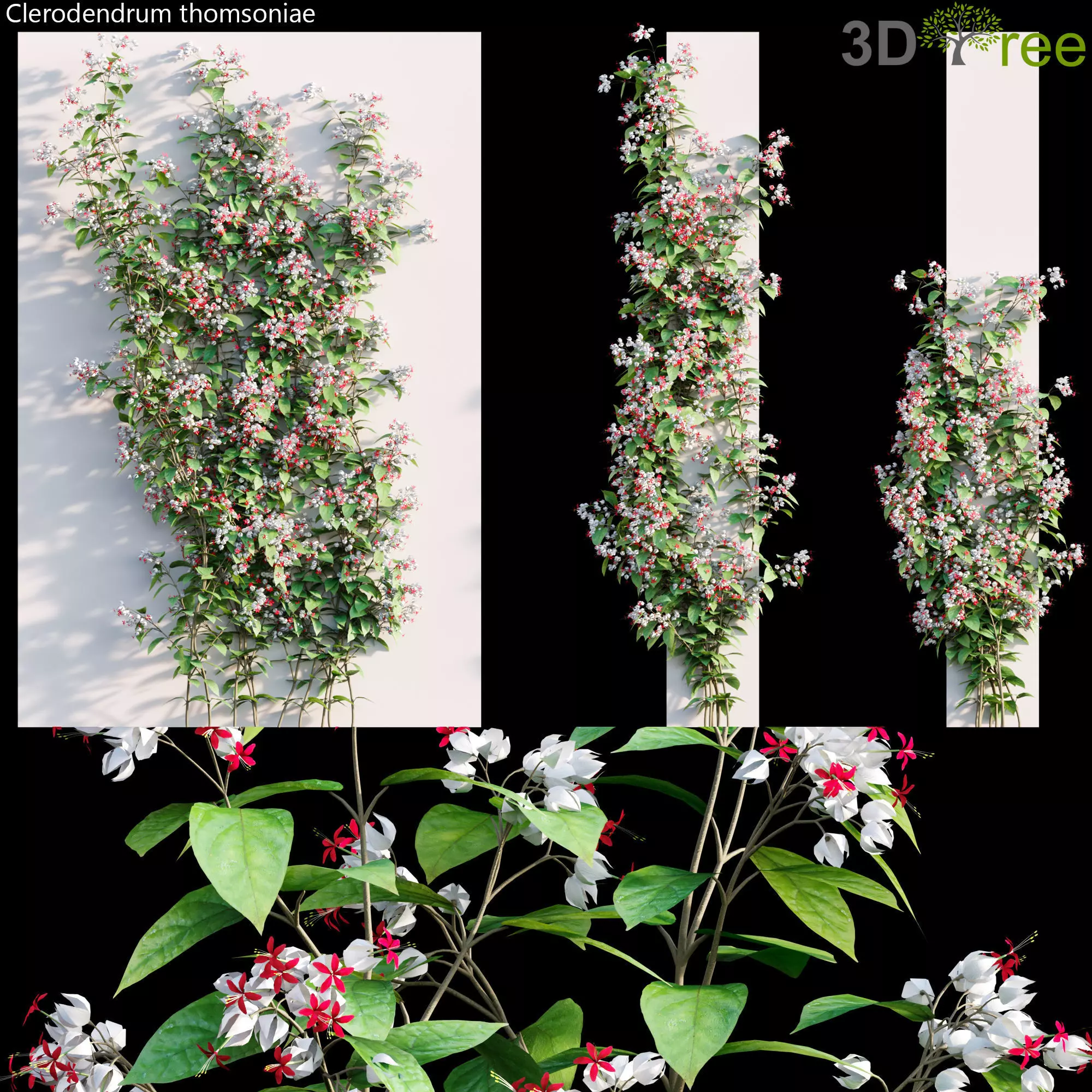 Clerodendrum 02 3D model