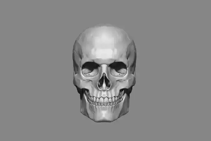 Anatomy Male Skull 1-2 size 3D Printable STL Modelo 3D