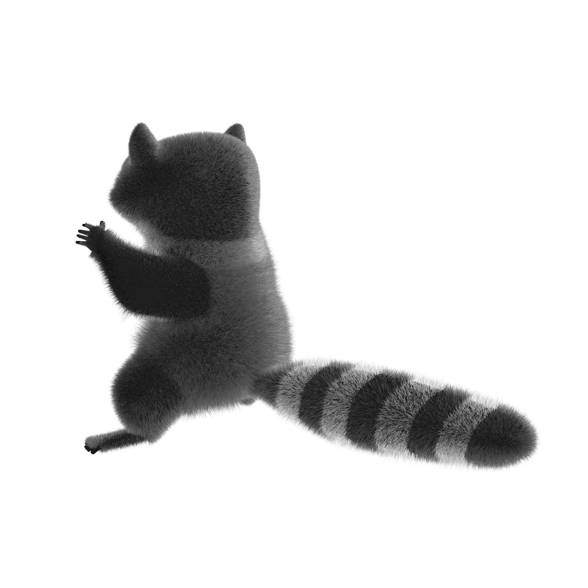 Raccoon character  cartoon 3D model_5