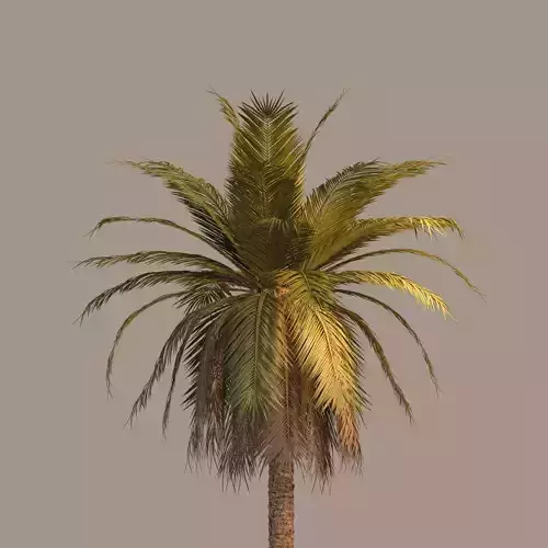Detailed long palm tree