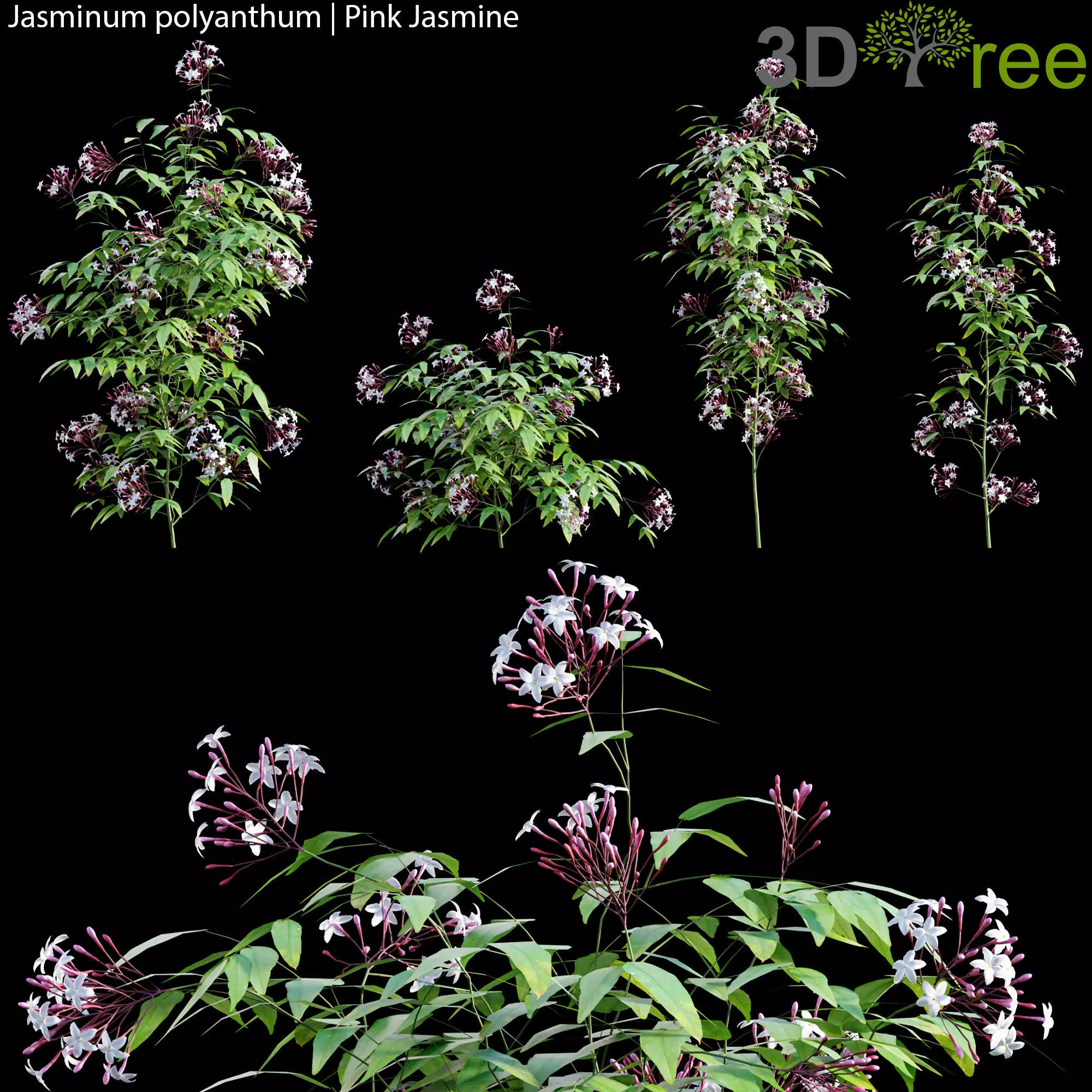 Jasminum polyanthum - Pink Jasmine 01 3D model_0