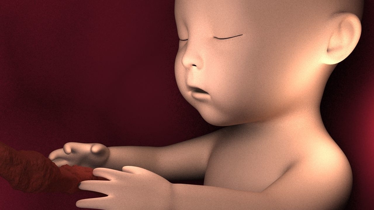 Human fetus 3D print model_1