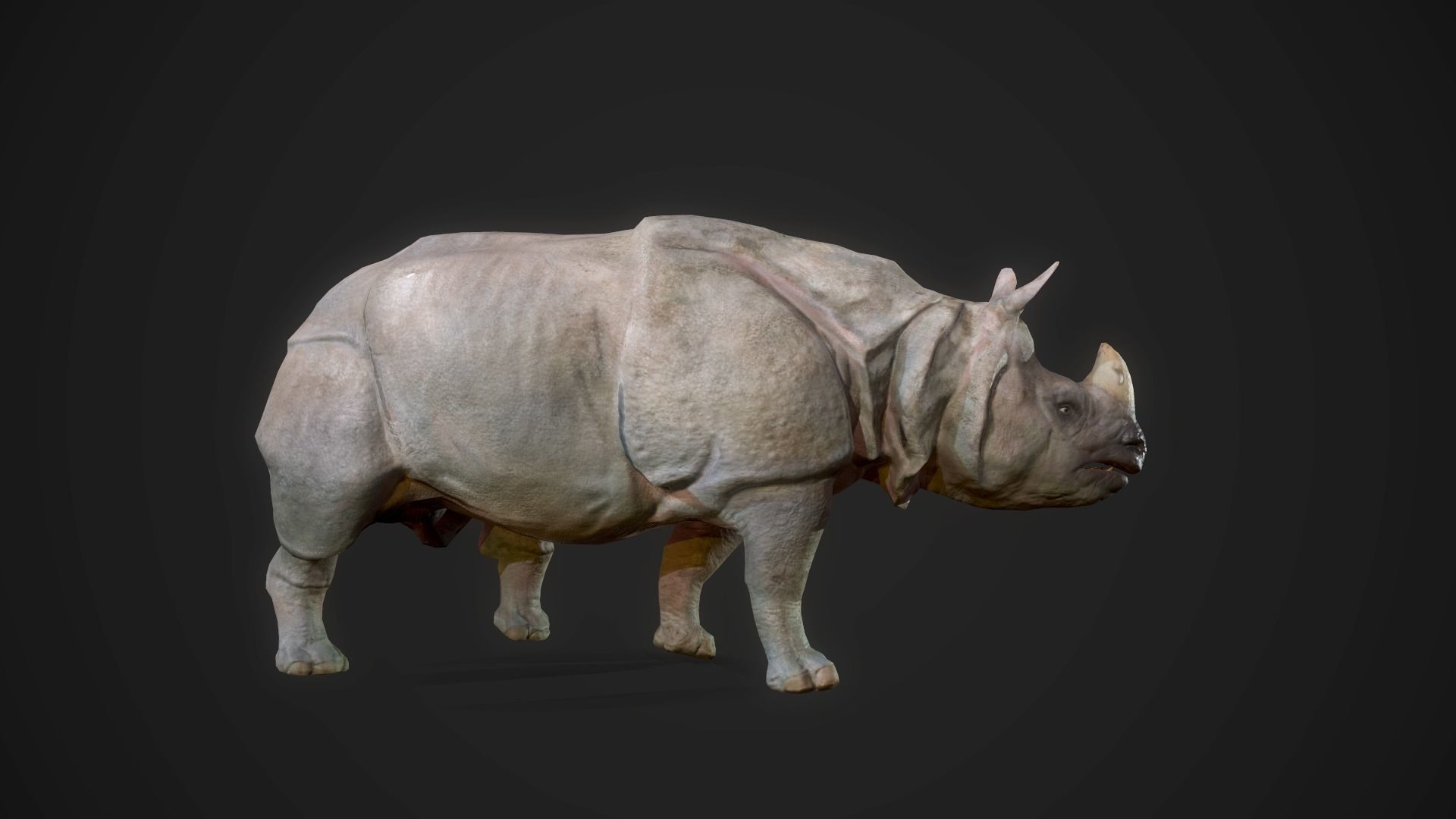 Indian Rhinoceros - Game Ready Low-poly 3D model_13