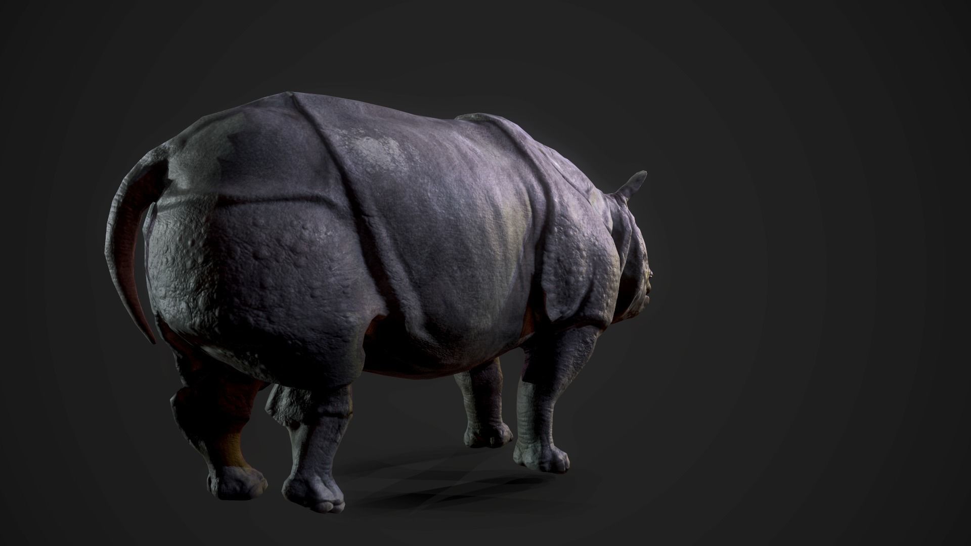 Indian Rhinoceros - Game Ready Low-poly 3D model_5