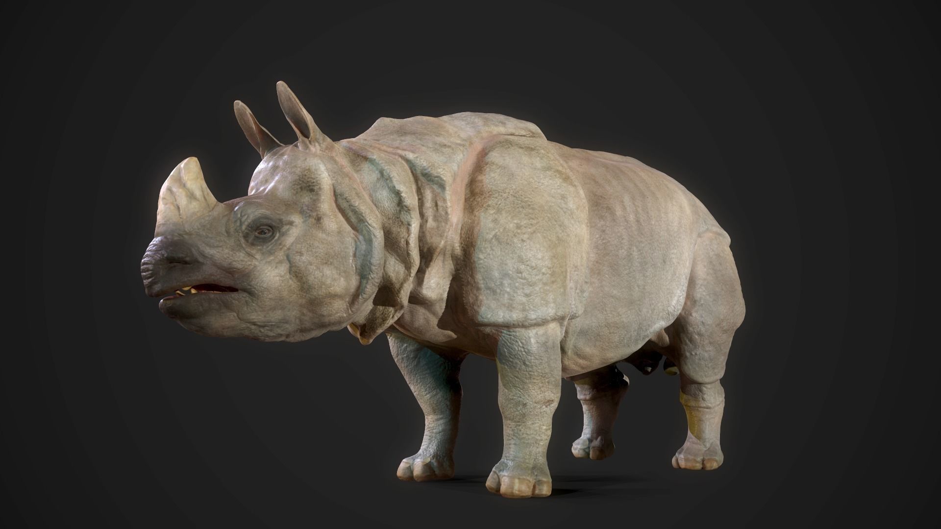 Indian Rhinoceros - Game Ready Low-poly 3D model_12