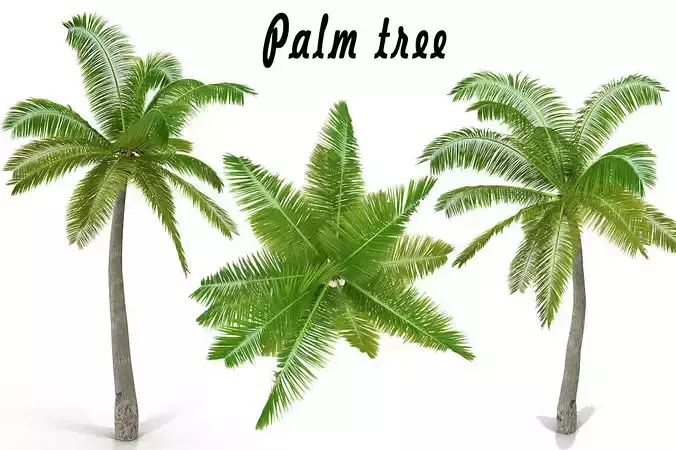 Coconut palm