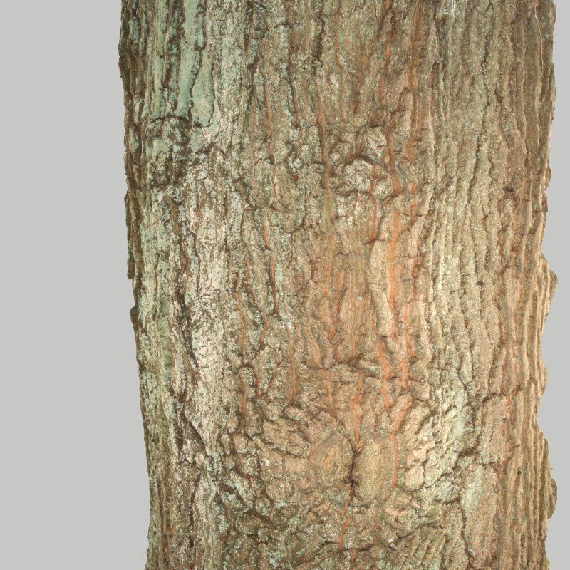Tree Bark 5 Low-poly 3D model_2