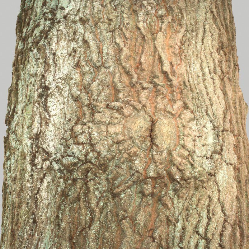 Tree Bark 5 Low-poly 3D model_4