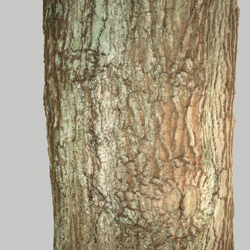 Tree Bark 5 Low-poly 3D model_3