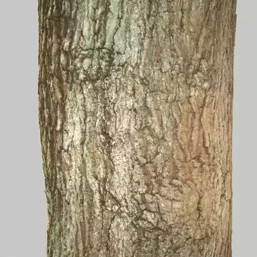 Tree Bark 5