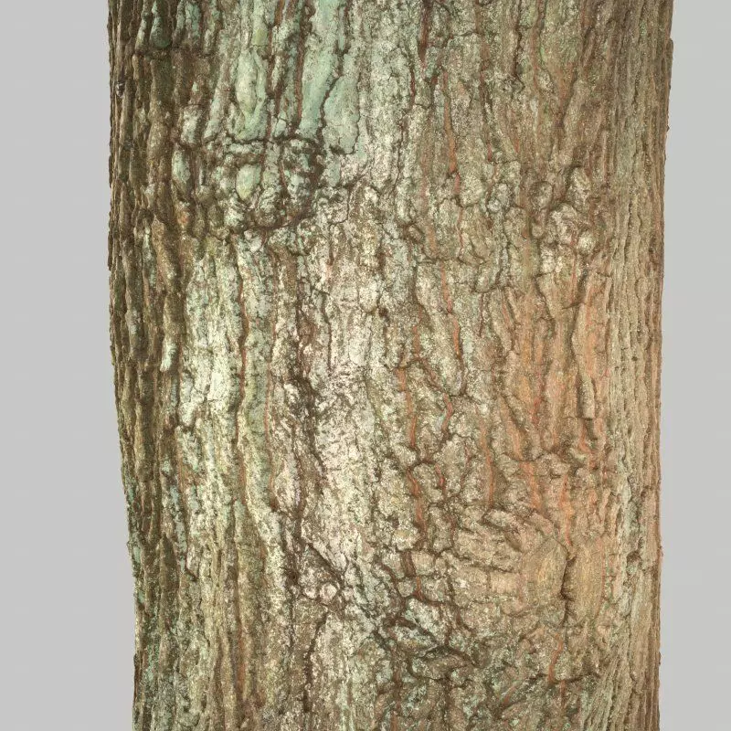 Tree Bark 5 Low-poly 3D model_0