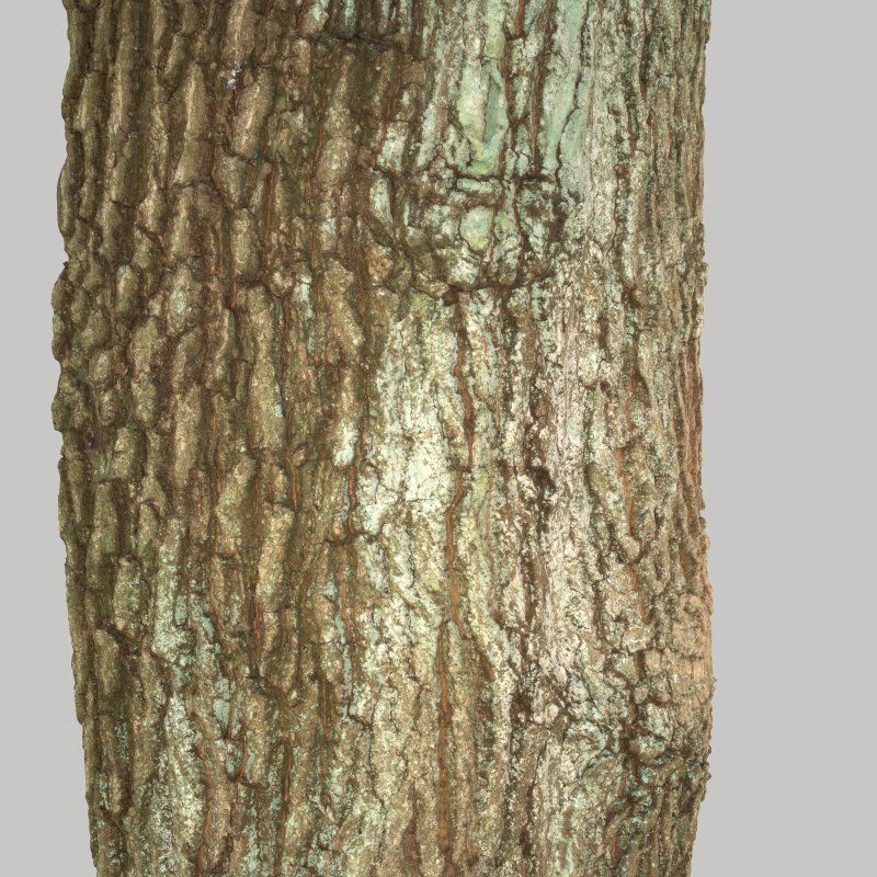 Tree Bark 5 Low-poly 3D model_1
