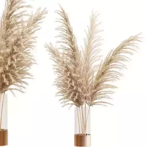 Dried flower pampas grass in glass gold vase