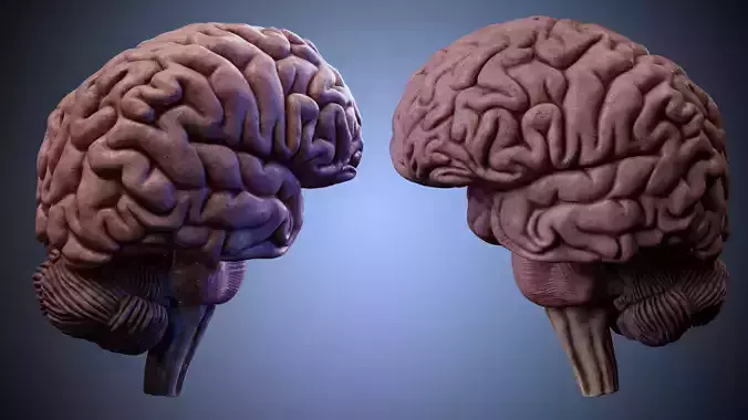 High Resolution 8k Human Brain  System Pack