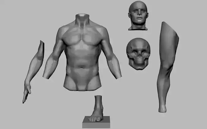 Anatomy Sculpting Parts