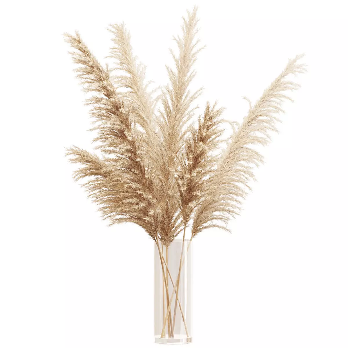 Big dried flower pampas grass in glass vase 3D model