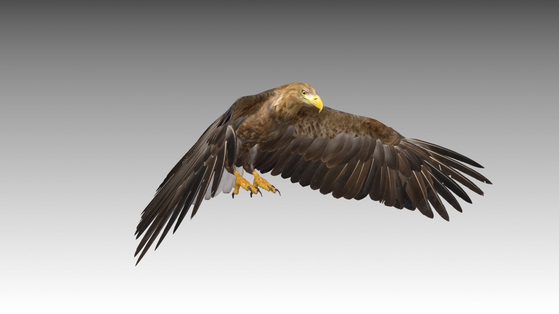 White-tailed Eagle Low-poly 3D model_11