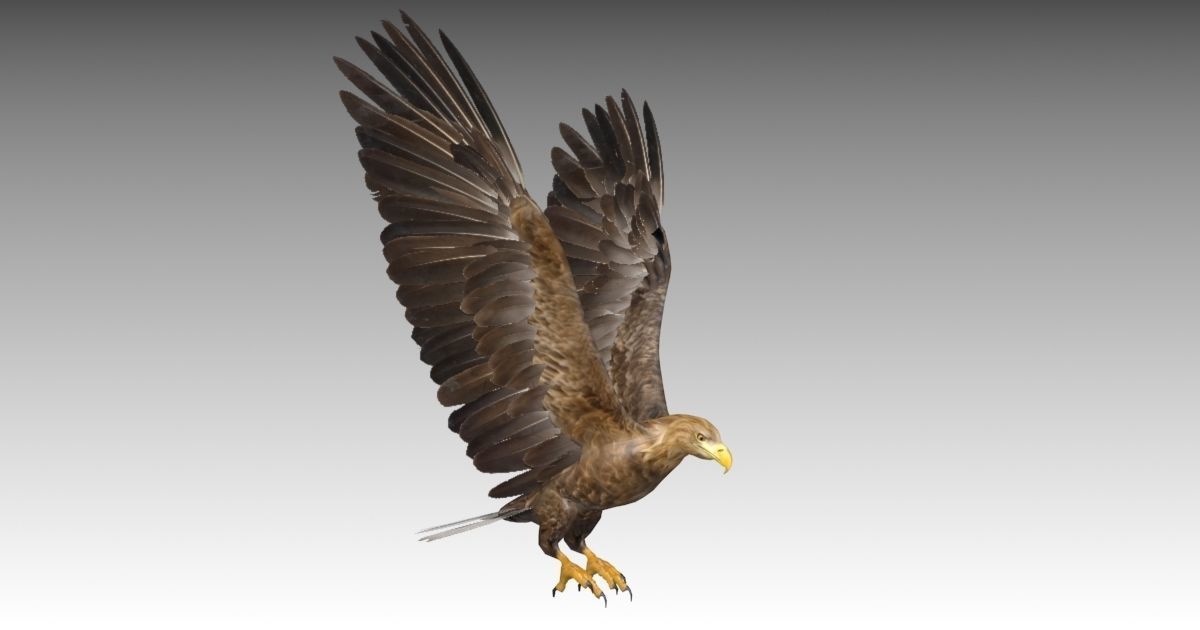 White-tailed Eagle Low-poly 3D model_14