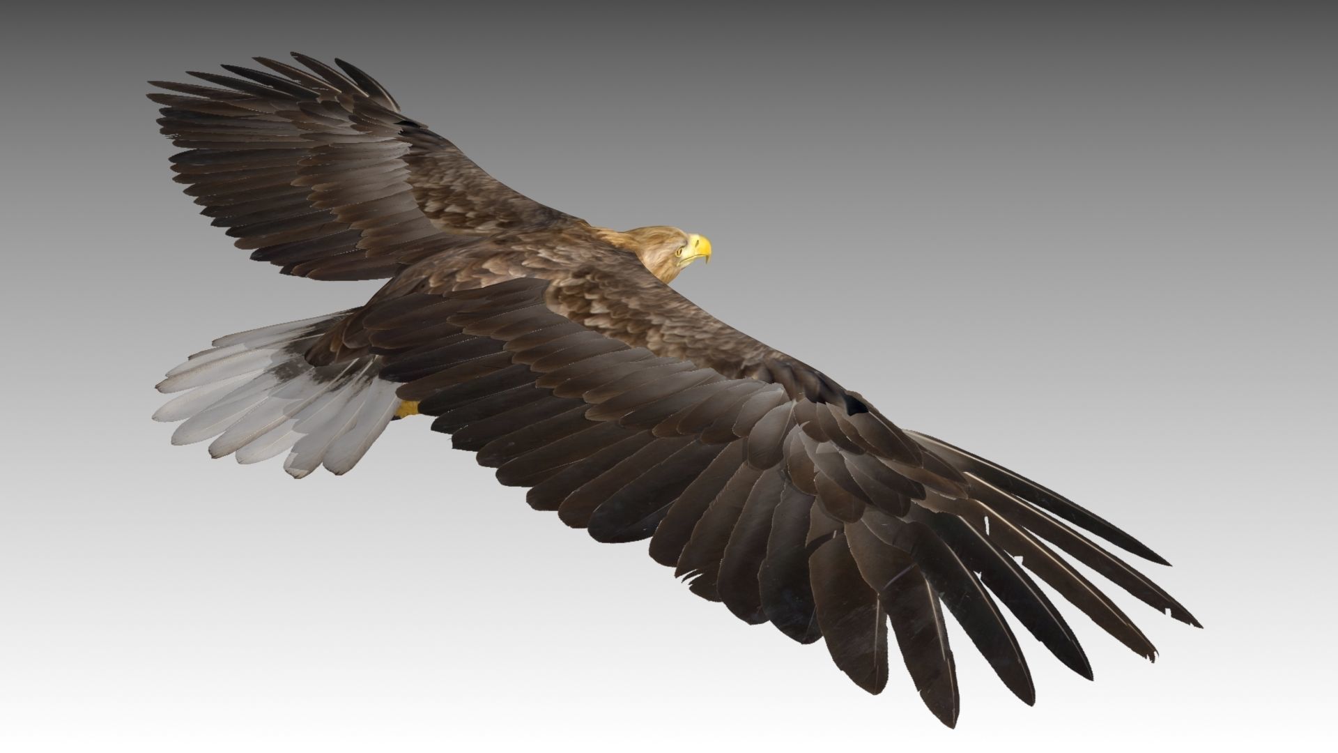 White-tailed Eagle Low-poly 3D model_9