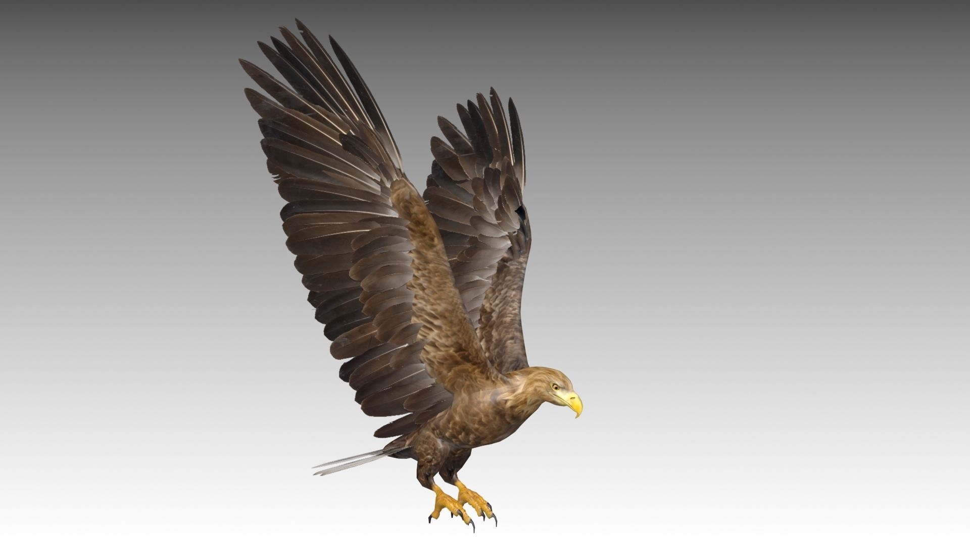 White-tailed Eagle Low-poly 3D model_10