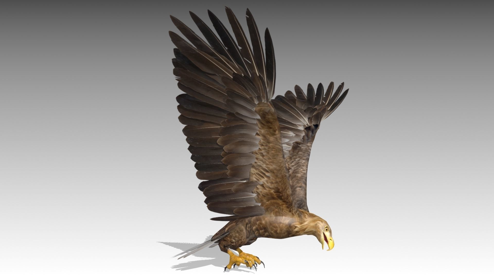 White-tailed Eagle Low-poly 3D model_4