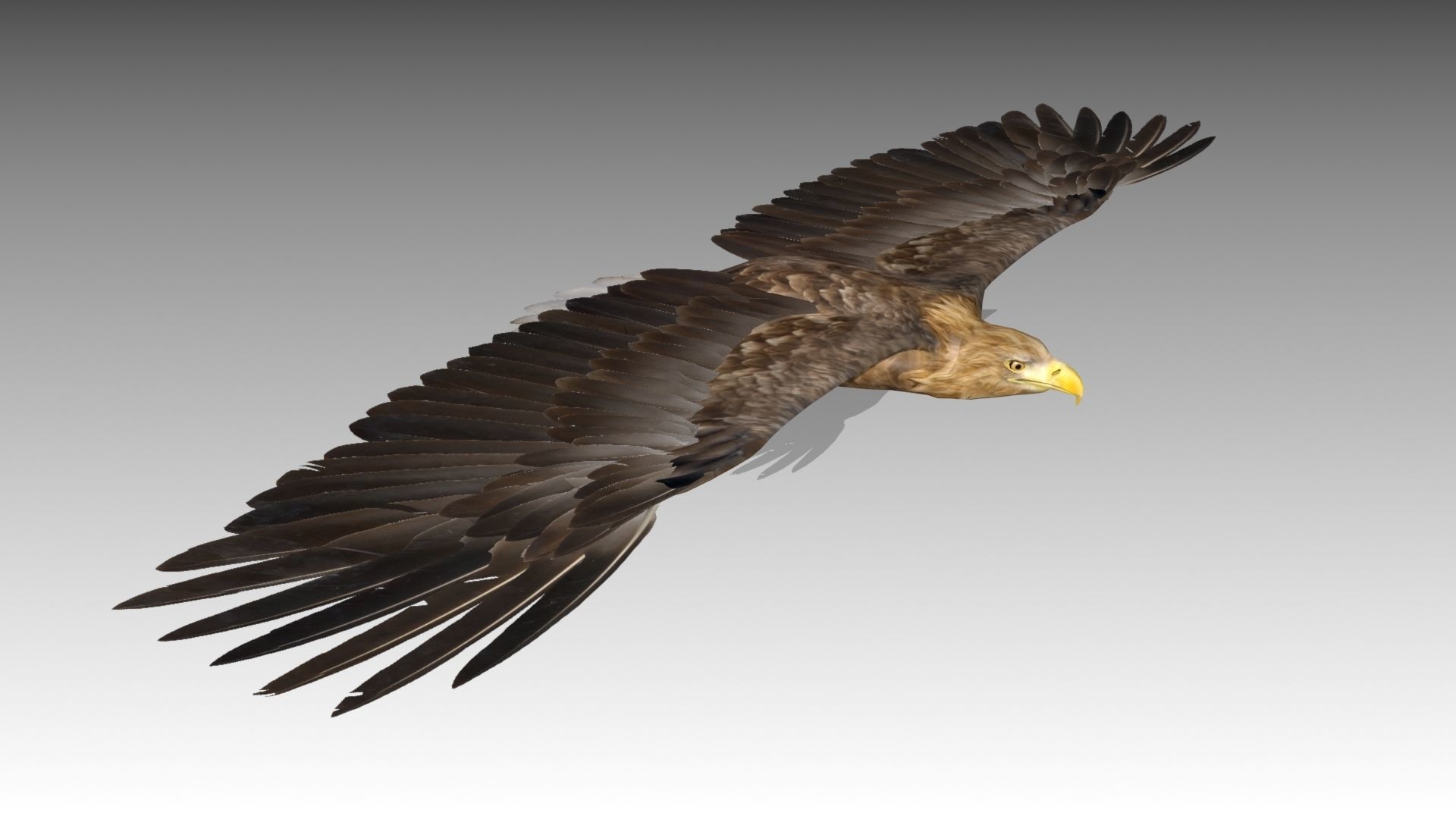 White-tailed Eagle Low-poly 3D model_8